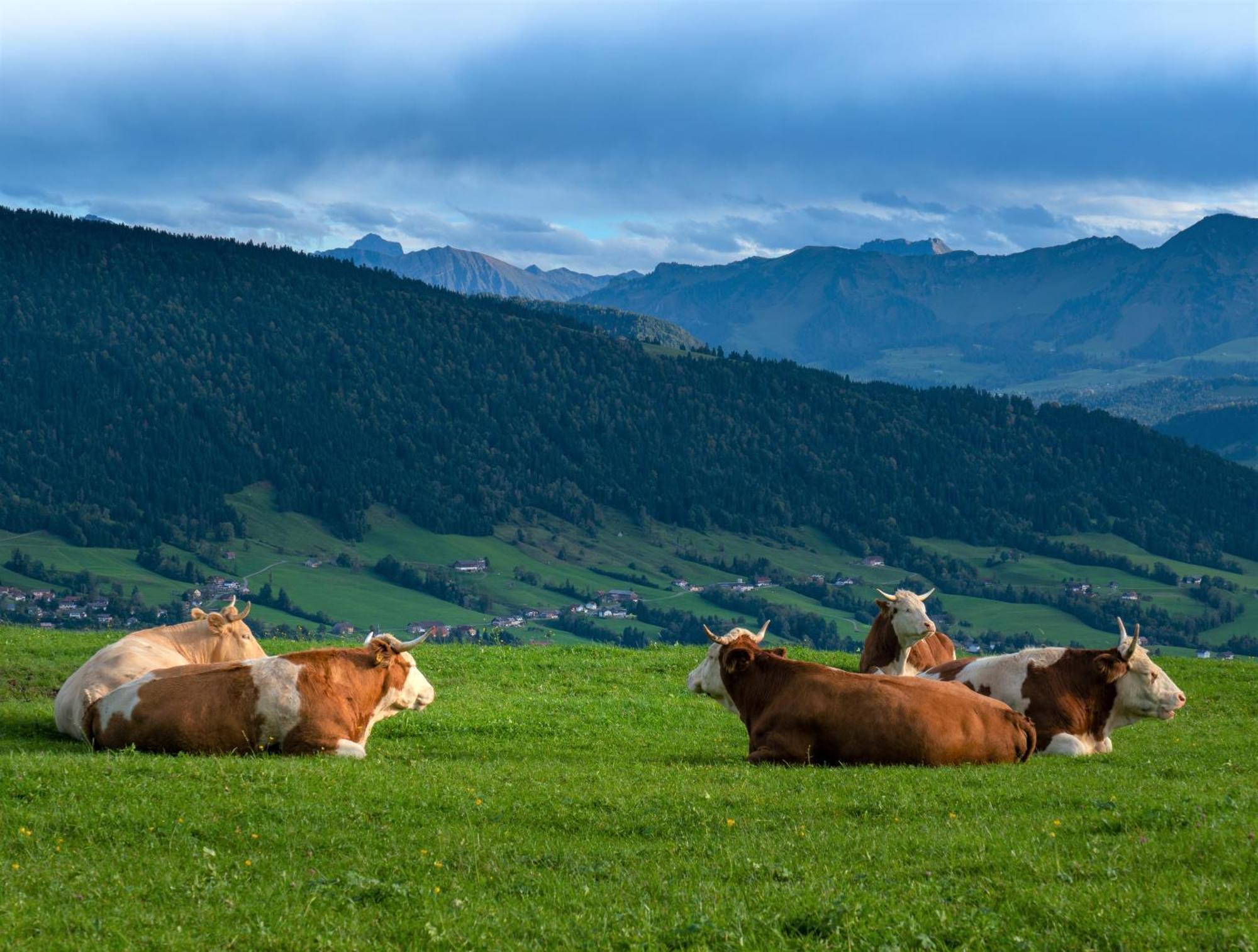 Ferienwohnung Bergpfote - Hund Herzlich Willkommen Scheidegg Bagian luar foto